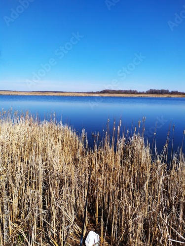Fototapeta Naklejka Na Ścianę i Meble -  reeds on the lake