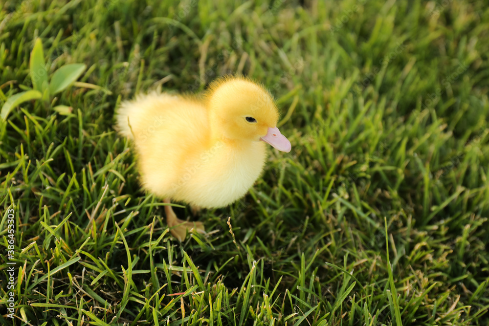 Cute fluffy gosling on green grass. Farm animal
