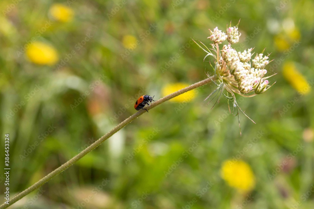 beautiful ladybird climbing a stem of a wildflower beautiful ladybird climbing a stem of a wildflower