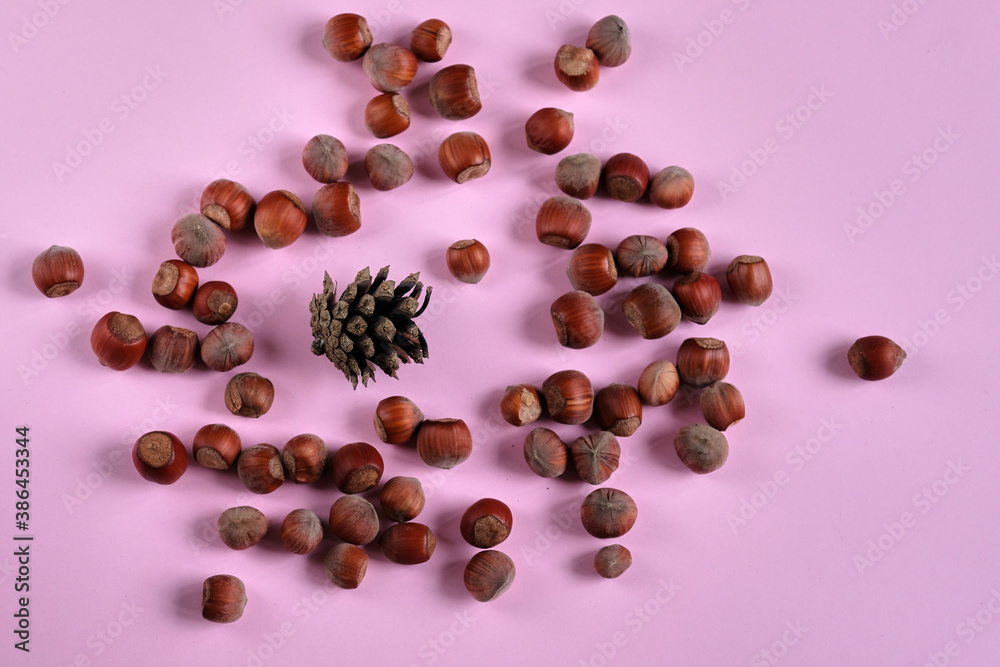 Hazelnuts in nutshell and pine cone on the pink background. Concept of autumn harvesting. Natural and organic food full of vitamins. Seasonal nutrition.