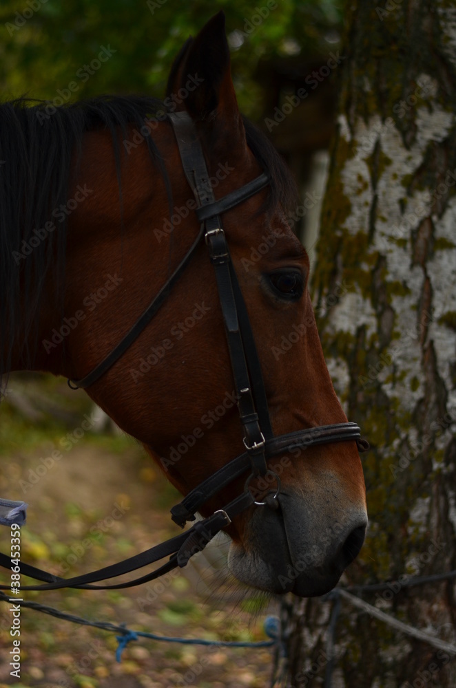 Obraz premium horse, animal, head, brown, portrait, farm, nature, equine, beautiful, mammal, equestrian, grass, stallion, horses, white, bridle, beauty, animals, riding, mane, mare, meadow, field, green, pasture