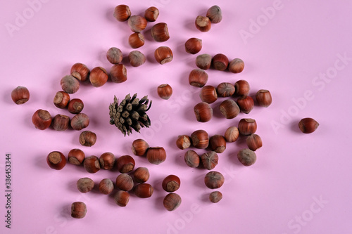 Hazelnuts in nutshell and pine cone on the pink background. Concept of autumn harvesting. Natural and organic food full of vitamins. Seasonal nutrition. © Мaksim G