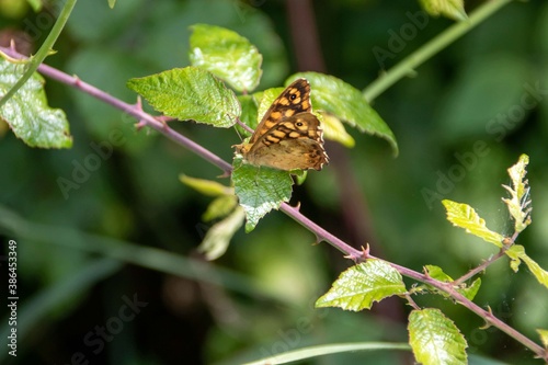 beautiful wood specked butterfly sitting on a bramble photo