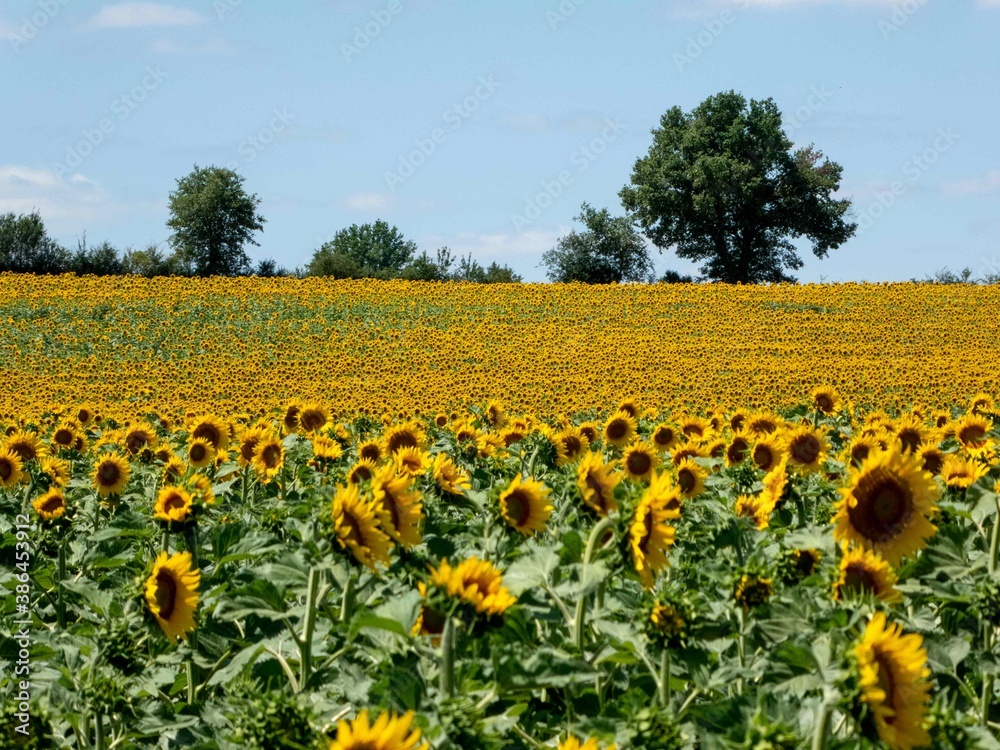beautiful bright yellow sunflowers in rural France