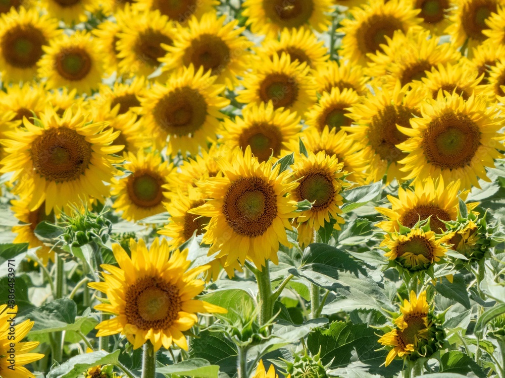 beautiful bright yellow sunflowers in France beautiful bright yellow sunflowers in France