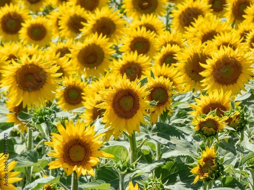 beautiful bright yellow sunflowers in France