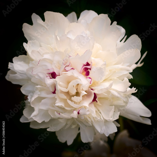 The dismissed flower of a peony