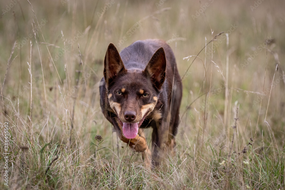 Australian Working Kelpie Australian Working Kelpie