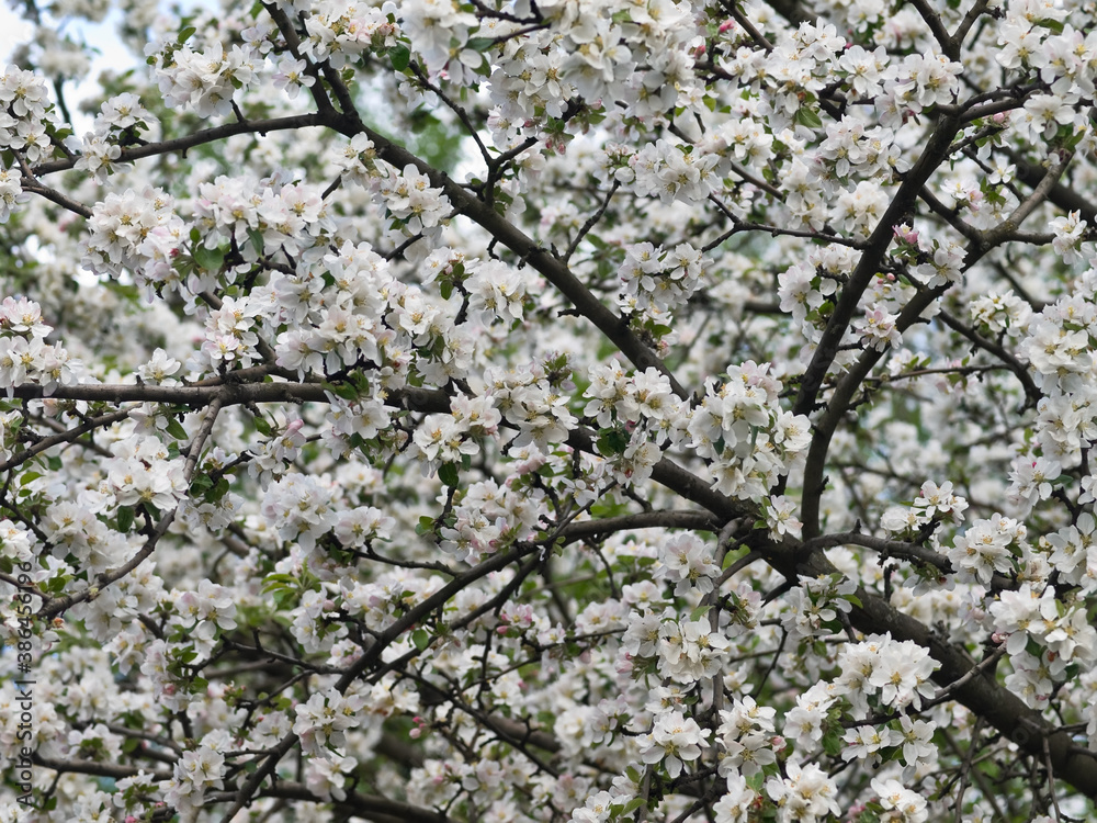 Plentiful flowering of fruit tree in the spring Plentiful flowering of fruit tree in the spring