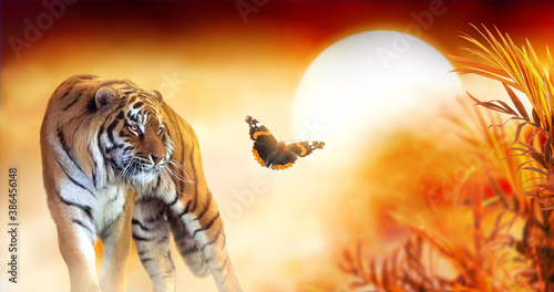 Tiger And Fantasy Sunset In Jungles With Butterfly And Palm Tree. Wildlife Background And Beautiful Panthera Tigris, spectacular warm Sun light, dramatic red cloudy sky. Portrait of pride Wild Animal.