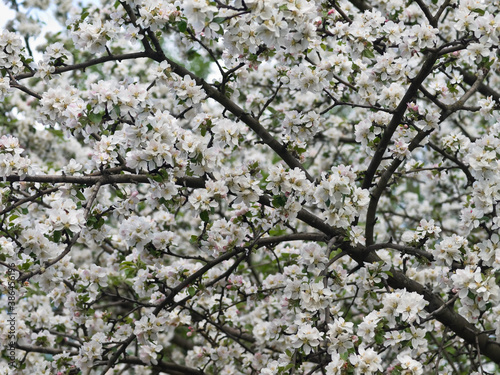 Plentiful flowering of fruit tree in the spring