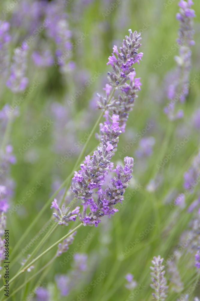 Fototapeta premium Field of Lavender, Lavandula angustifolia, Lavandula officinalis 
