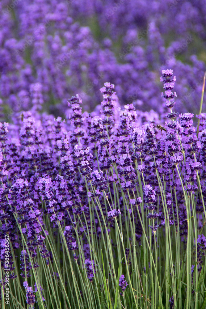 Obraz premium Field of Lavender, Lavandula angustifolia, Lavandula officinalis 