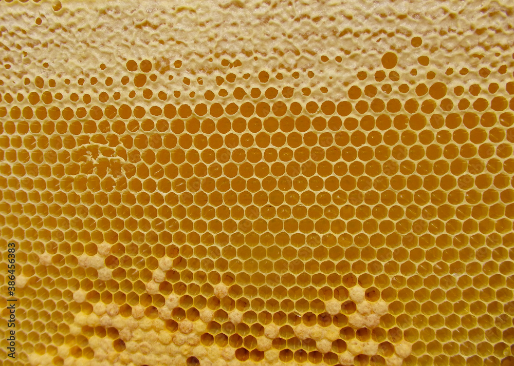 Honeycombs with honey. Natural background. Nectar Apiculture Honeycombs with honey. Natural background. Nectar Apiculture
