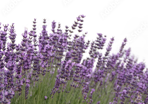 Field of Lavender  Lavandula angustifolia  Lavandula officinalis   isolated on white background