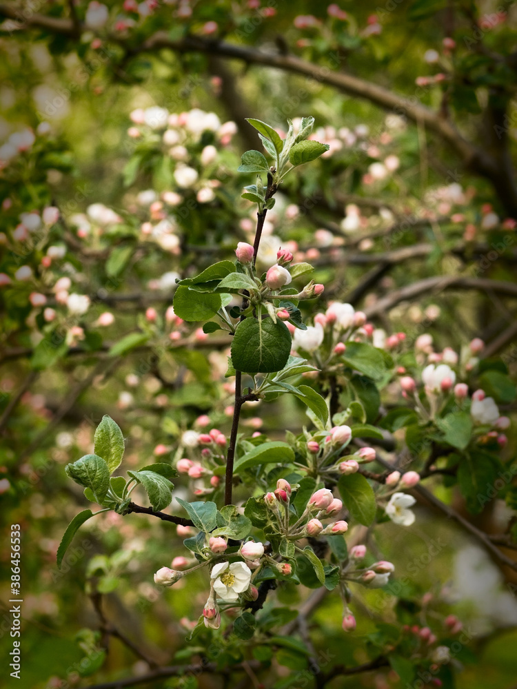 Spring flowers on apple-tree branches Spring flowers on apple-tree branches