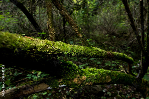 Moss covered tree trunk in an old growth forest