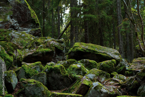 Moss covered rocks in an old growth forest