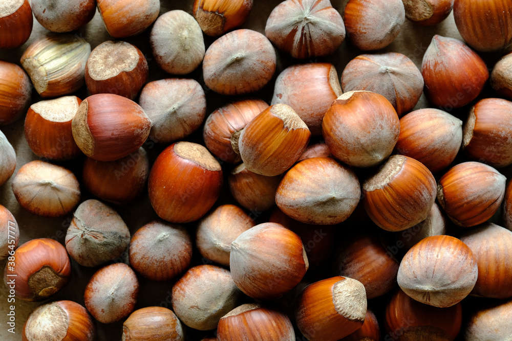 Macro shot of Hazelnuts in nutshell on. Concept of autumn harvesting. Natural and organic food full of vitamins. Seasonal vegetarian nutrition. Macro shot of Hazelnuts in nutshell on. Concept of autumn harvesting. Natural and organic food full of vitamins. Seasonal vegetarian nutrition.