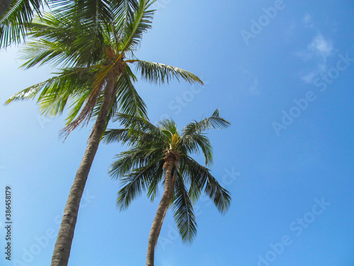 Palm trees against blue sky background. Beautiful view up on a sunny summer day in Miami, Florida, USA.