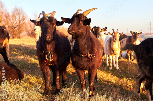 Fototapeta Naklejka Na Ścianę i Meble -  Herd of farm goats on a pasture at winter