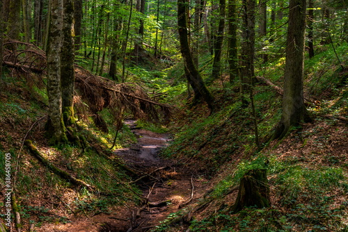 Peat bog forest Red Creek  Crveni potok   on Tara mountain in Serbia