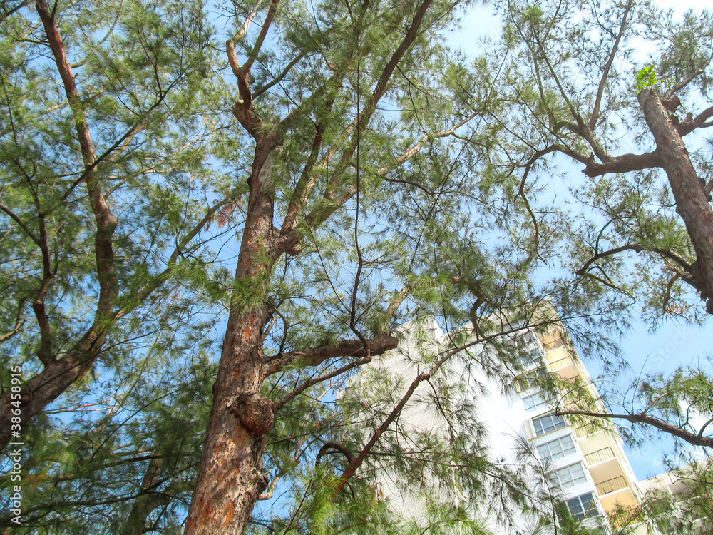 Fototapeta premium Australian pines over the road in Miami Beach, Florida. Bottom up view of old trees.