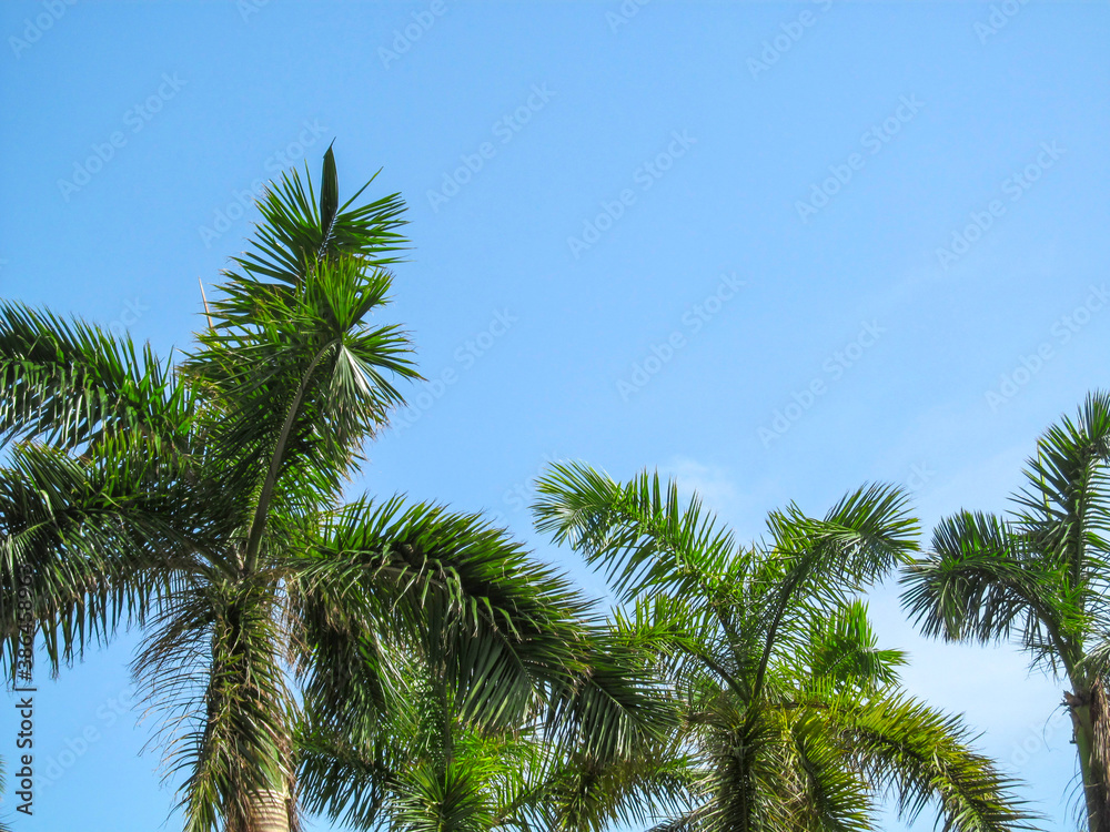 Palm trees against blue sky background. Beautiful view up on a sunny summer day in Miami, Florida, USA.