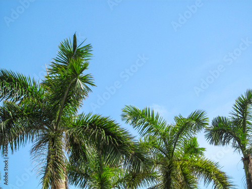 Palm trees against blue sky background. Beautiful view up on a sunny summer day in Miami  Florida  USA.