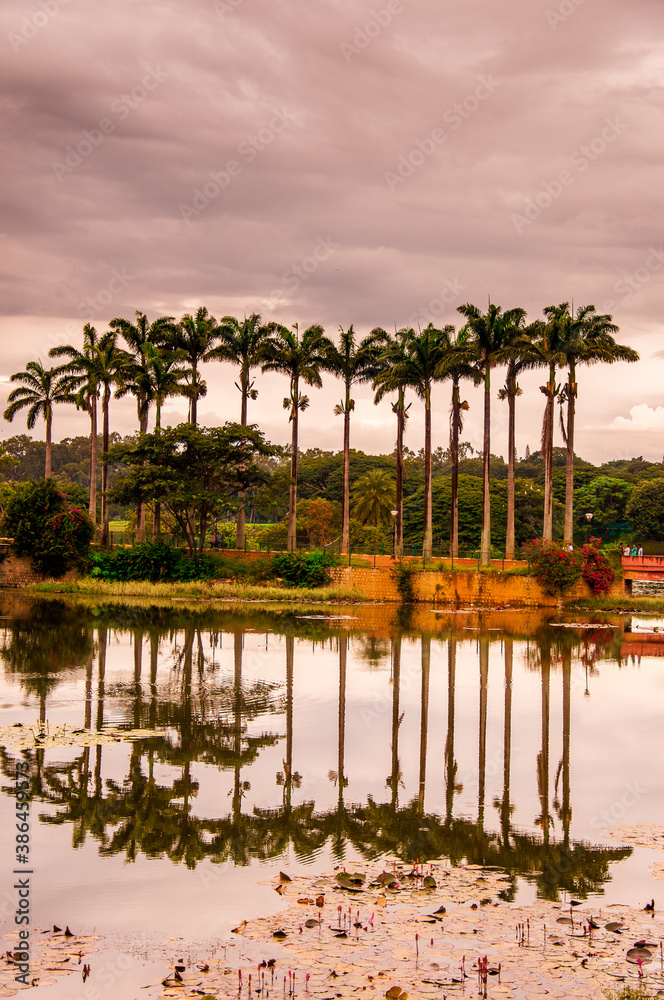 Obraz premium palm trees reflection