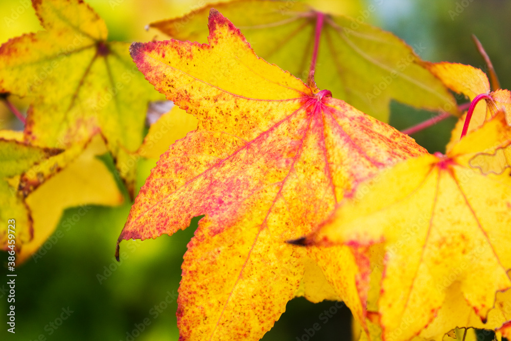 Obraz premium 街路樹の紅葉