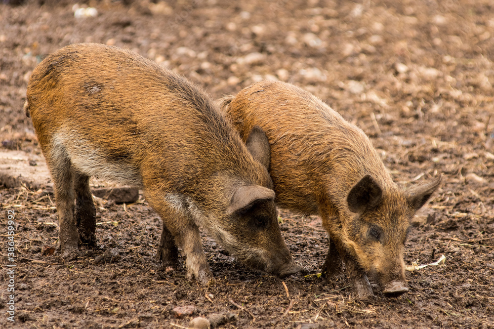 small wild boars dig their noses in search of food small wild boars dig their noses in search of food