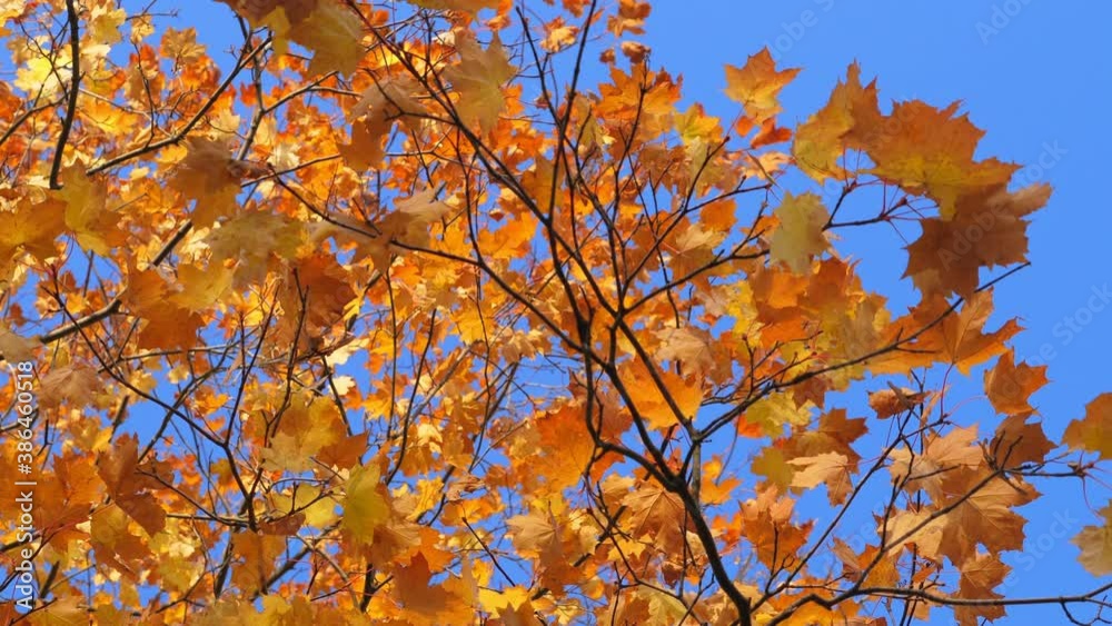 Maple trees with autumn branches and leaves on blue sky background at fall park Maple trees with autumn branches and leaves on blue sky background at fall park