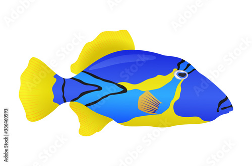 Decorative sea or aquarium fish on white background. Freshwater or saldwater aquarium cartoon fish. Variet of ornamental popular fish