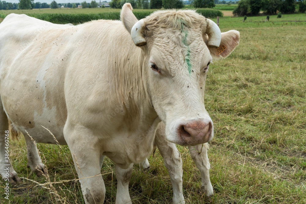 Weiße Kuh in der Normandie