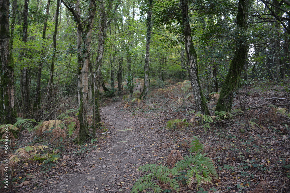 Fototapeta premium Orvault - Ville verte - La vallée du Cens 