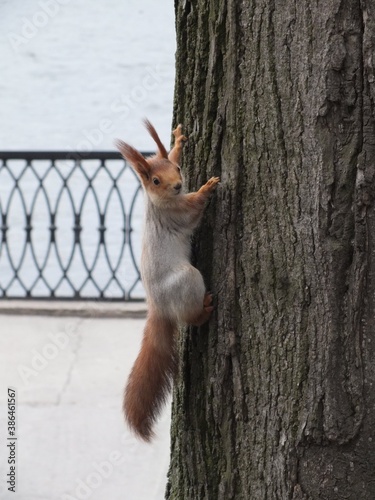 squirrel eating a nut