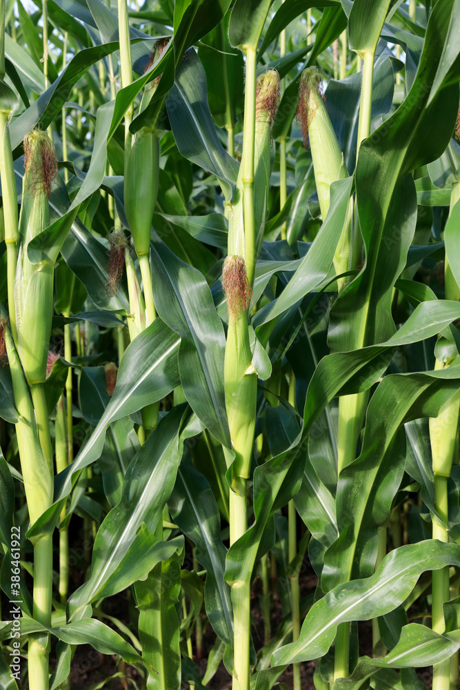 Corn plants Corn plants