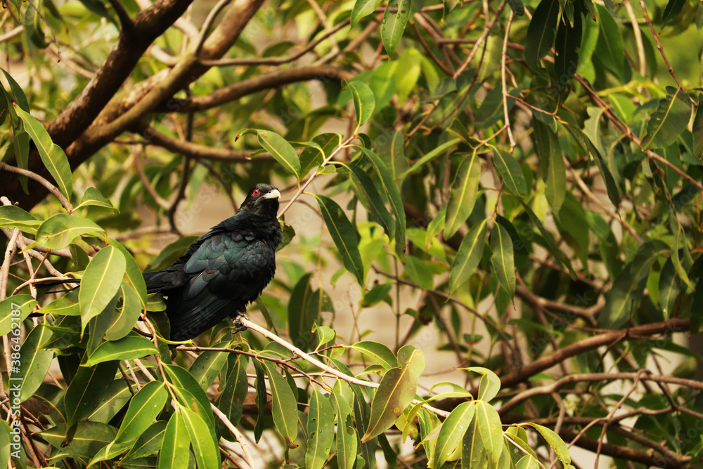 Asian Koel Bird on Branch of Tree Asian Koel Bird on Branch of Tree