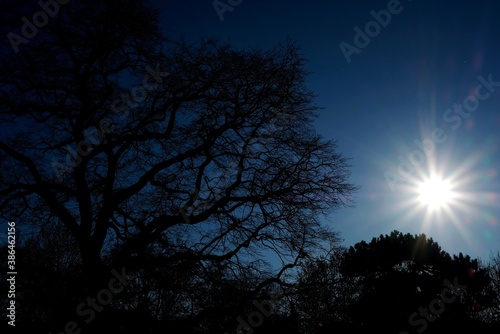 sky with trees, sun and backlight