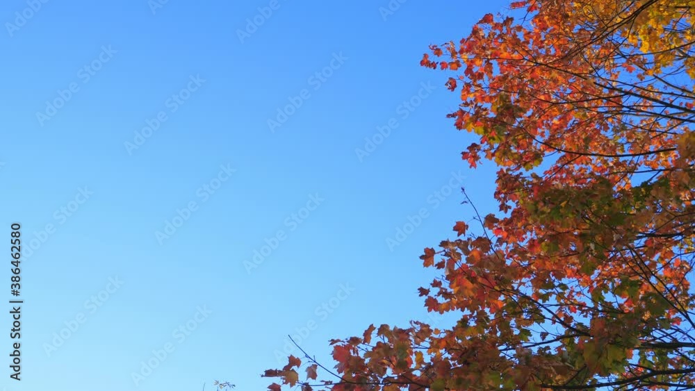 Maple trees with autumn branches and leaves on blue sky background at autumnal park. Nobody Maple trees with autumn branches and leaves on blue sky background at autumnal park. Nobody