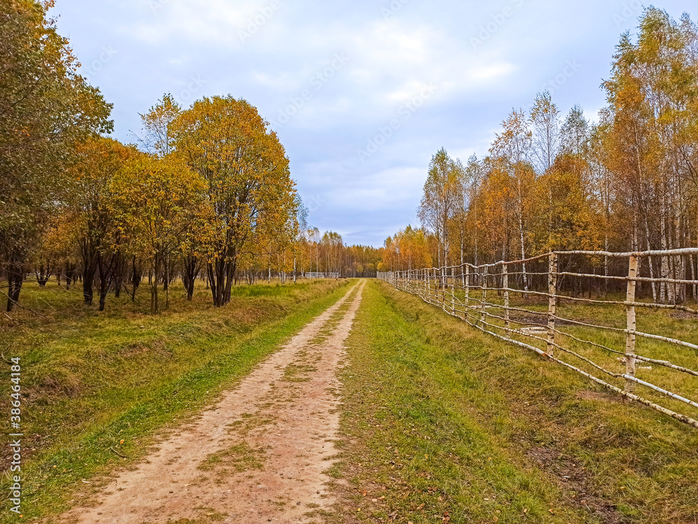 Naklejka premium Beautiful autumn landscape. Rural forest road among trees with yellow foliage, wooden hedge against a blue sky with clouds