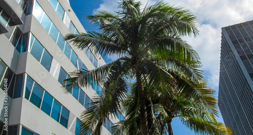 Palm trees and modern building. Beautiful view up on a sunny summer day in Miami, Florida, USA.