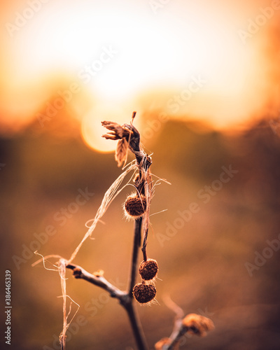 photography