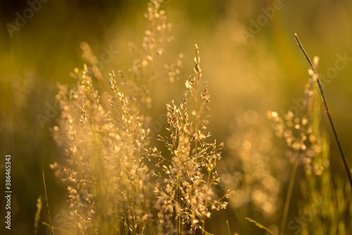 Dry grass and plants © anderus