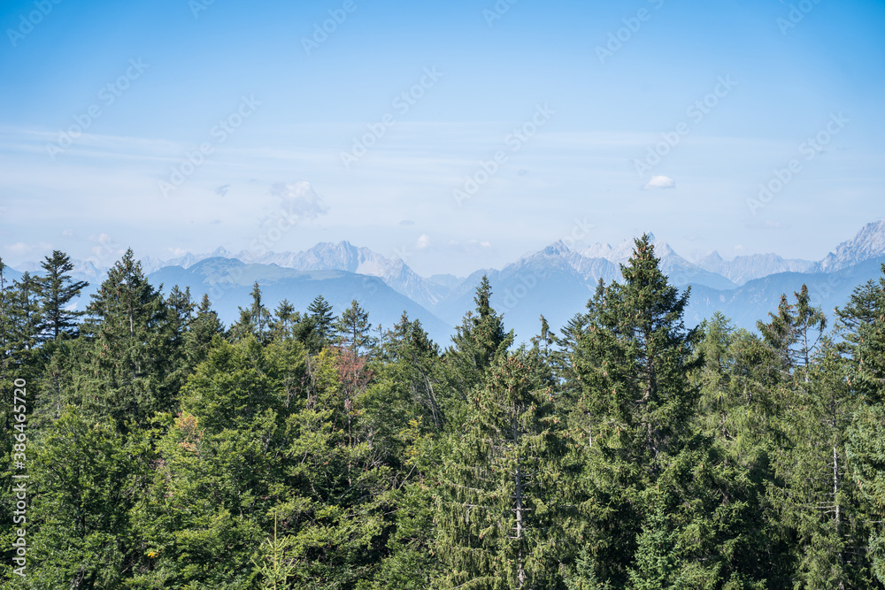 Top view of a pine forest
