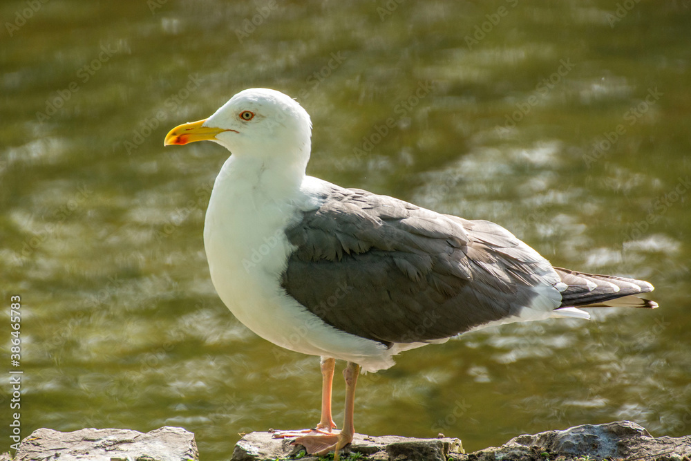 Bird 375 Bird 375