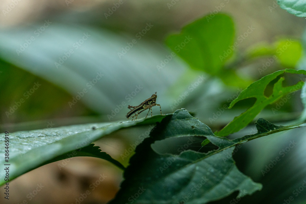 cricket or grasshopper in the jungle cricket or grasshopper in the jungle