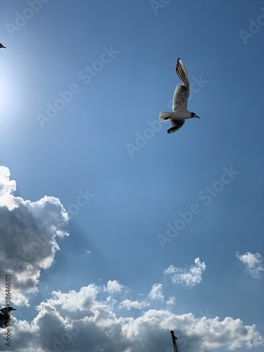 seagull in the sky