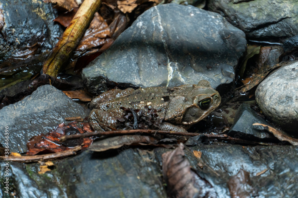 toad or frog in its natural area toad or frog in its natural area